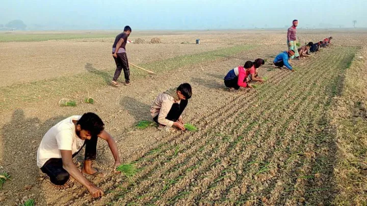 বার্ষিক পরীক্ষা শেষে পড়াশোনার চাপ না থাকায় হাজিরার বিনিময়ে ছাত্ররা মাঠে